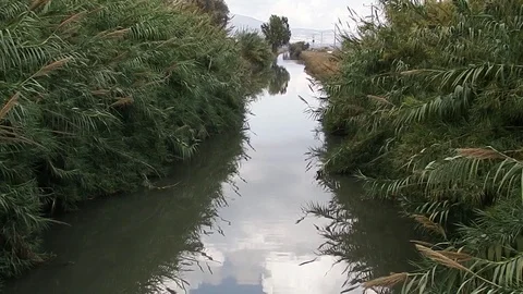 A stream in the valley of Hula. Stock Footage 84565851