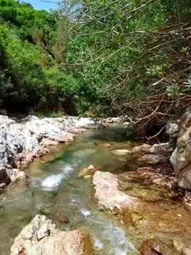 Stream valley in summer Stock Photos