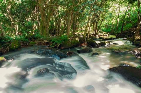 Stream in Verdant Forest Stock Photos