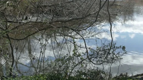 Stream, Vines and Reflections in Water Stock Footage 77172909