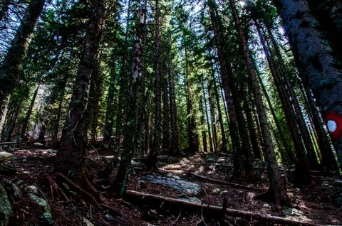 Stream on the Vranica Stock Photos