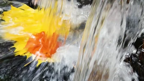 A stream of water from a creek falls onto a rock with fallen yellow maple leaves Video stock 321402953
