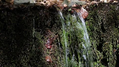 Stream water dripping through moss, natural forest environment Stock Footage 334040443