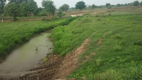 Stream water filled with algae in monsoon evening Stock Photos