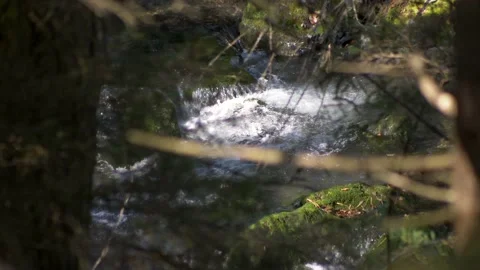 Stream water flowing between the pine trees. Stock Footage 167509976