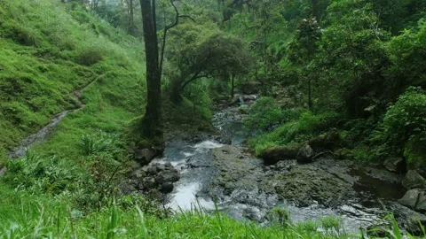 A stream of water flowing down the hills surrounded by green plants Stock Footage 163985213