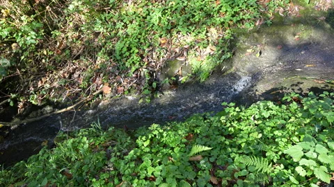 Stream of Water Flowing Stock Footage 320604064