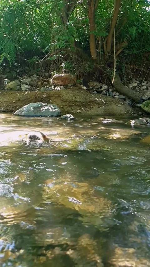 Stream water flowing over rocks Stock Footage 245968708