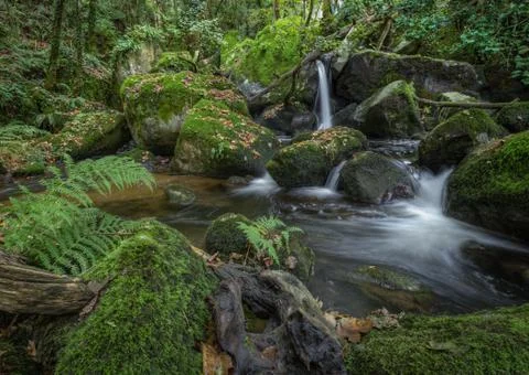 Stream of water flows between mossy rocks and fallen trunks Stock Photos