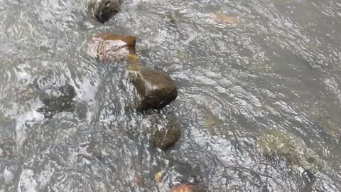 A stream of water that flows naturally in a small river Stock Footage 245705040