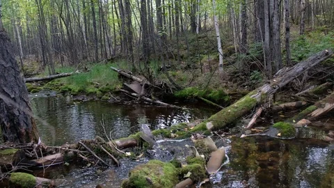 Stream of water flows rainforest stream. Surrounding nature ecology. Wild forest Stock Footage 120940911