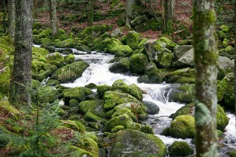 A stream of water flows through a black forest Triberg Germany Stock Photos
