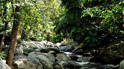 A stream of water flows through a forest with trees and rocks Stock Photos