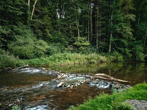 A stream of water flows through a forest Stock Photos