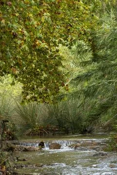 A stream of water flows through a forest with trees on either side Stock Photos