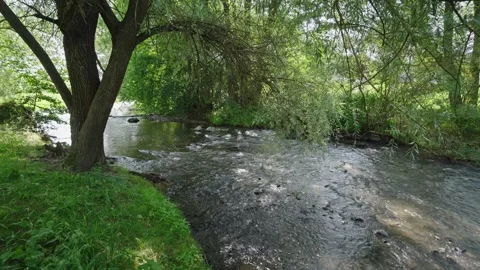A stream of water flows through a lush green forest Stock Footage 298056846