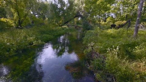 A stream of water flows through a lush green forest. The Letort Spring Run. Stock Footage 311271942