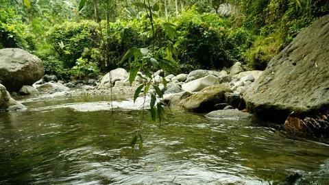 A stream of water flows through a lush green forest Stock Photos