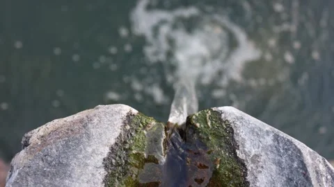 Stream of water flows through a mossy stone channel into a pond below. The natur Stock Footage 306007933