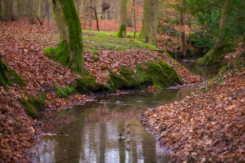 Stream of water flows through the park, autumn scenery Stock Photos