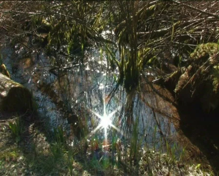 Stream, water Video stock 590855