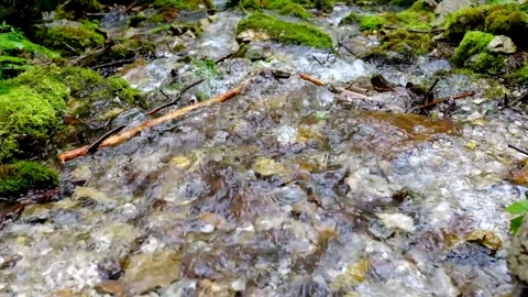 Stream Water in forest Stock Footage 79159162