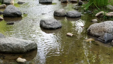 Stream Water Forest Stockbeeldmateriaal 111826180