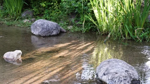 Stream Water Forest Vídeo Stock 111826565