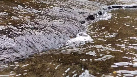 Stream of water in the forest Stock Footage 260671876