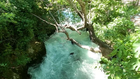 Stream of Water - Forest River Nature Brook Trees Fresh Creek Stock Footage 155597717