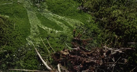 Stream of Water In Grass Stock Footage 80111128
