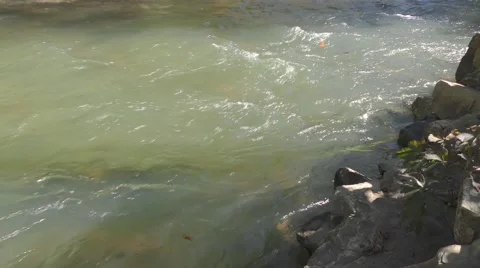 Stream Water with Leaves Floating Submerged Video stock 68993379