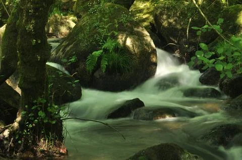 Stream of water in the middle of a forest, with motion blur Stock Photos