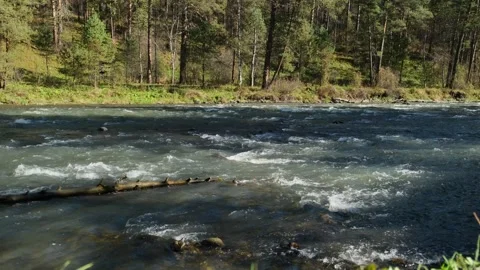 Stream of water in a mountain river, view from the shore. Stock Footage 314811005
