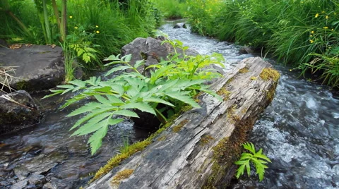 Stream of Water in Nature Video stock 40328942