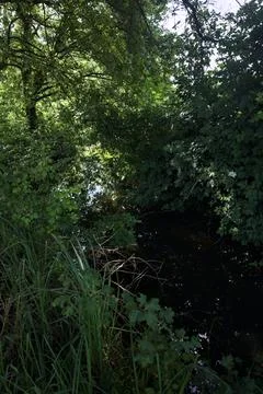 Stream of water in a park Stock Photos