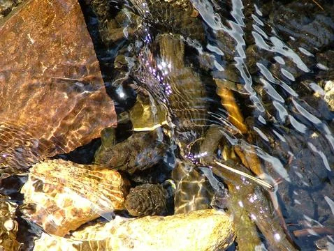 Stream water Stock Photos