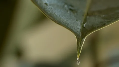 Stream of water from plant Stock Footage 107812836