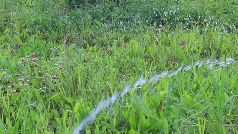 A stream of water pours chaotically onto the green grass. Slow motion, FullHD Vídeo Stock 137580919