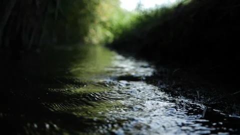 Stream with water running in summer dark green forest. Backward movement Stock Footage 196822207
