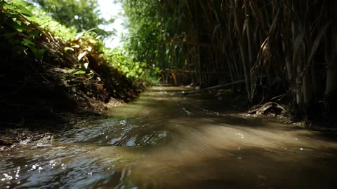 Stream with water running in summer dark green forest. Moving close to water Stock Footage 196822531