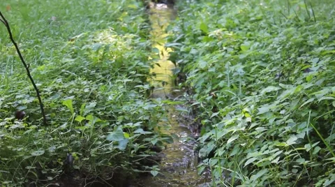 Stream of water running through woods Stock Footage 41295122