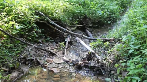 Stream of water running through woods Stock Footage 41295147