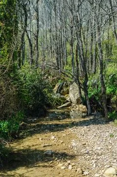 A stream of water runs through a forest Stock Photos