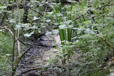 Stream of water in swamp Stock Photos