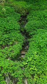 Stream of water through greenery Stock-Fotos
