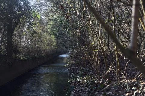 Stream of water with trees arching on it in a forest on a sunny day in winter Stock Photos