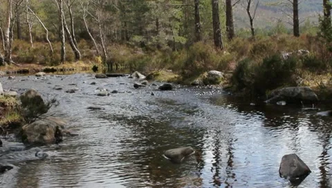 Stream of water in the woods Stock Footage 11014848