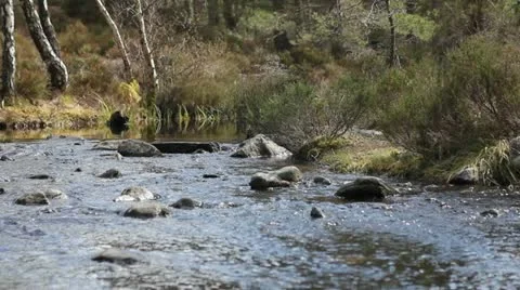 Stream of water in the woods Stock Footage 11017350