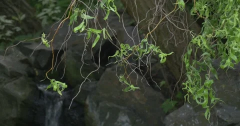 Stream, Waterfall on The Stones, Willow's Branches are Down Closeup Stock Footage 51556040